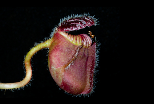A carnivorous red and green pitfall trap plant.