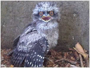 fledging tawny frogmouth