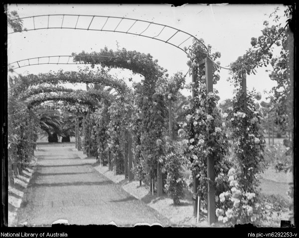 National Library of Australia, Flowering arched avenue in Centennial Park 21 Jul 1929 