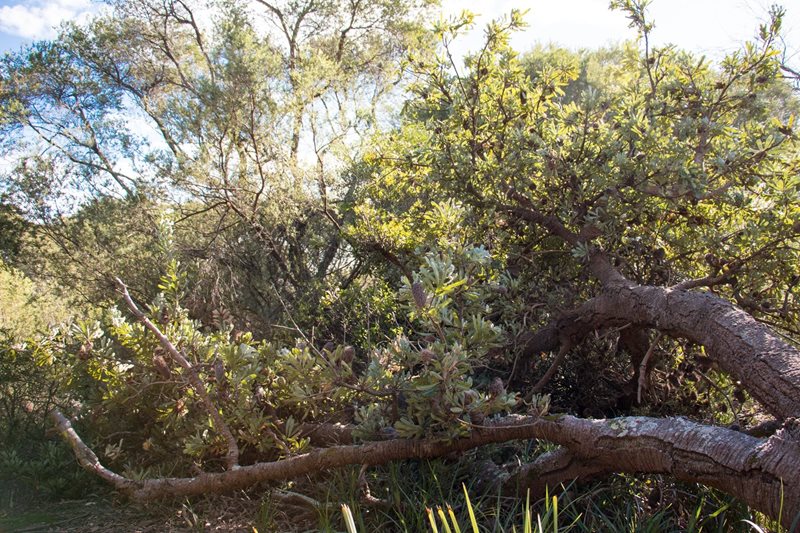 Eastern Suburbs Banksia Scrub