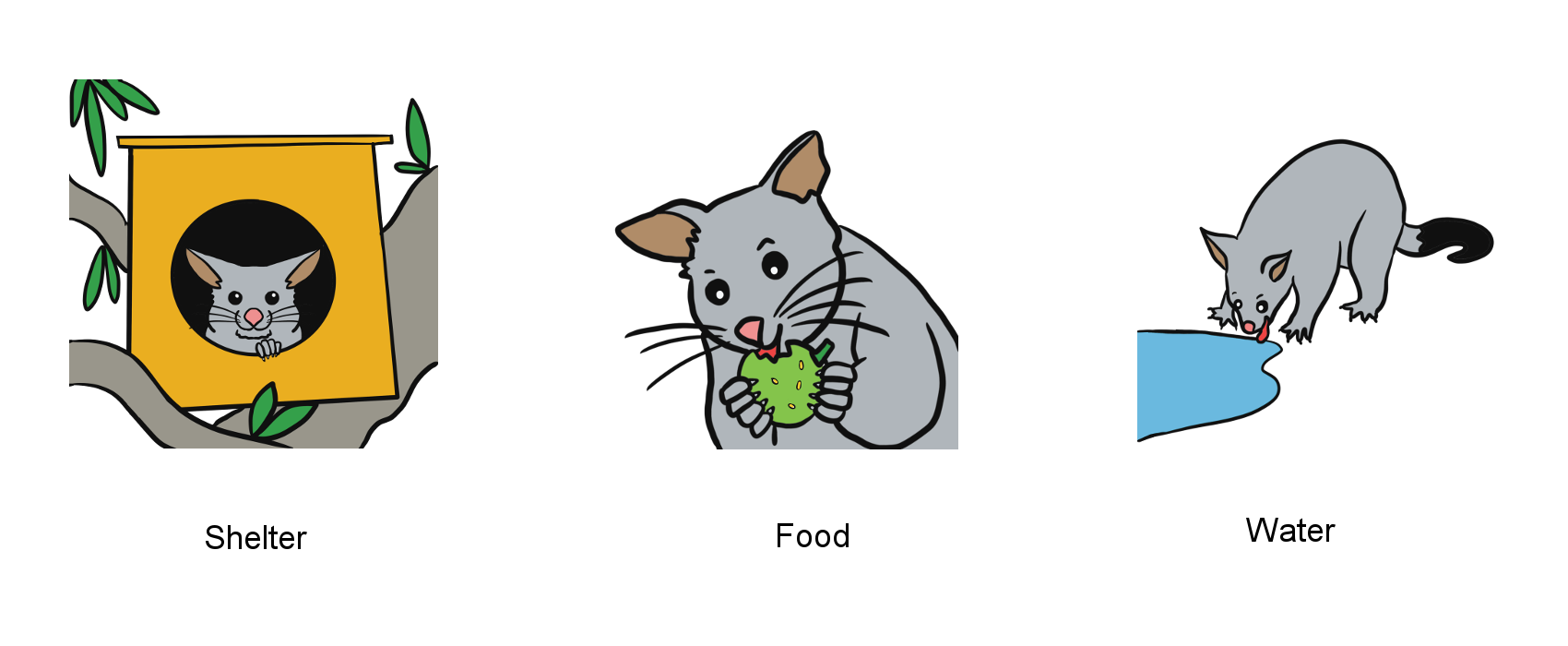 Illustrations of a possum in a next box, eating a fruit and drinking water