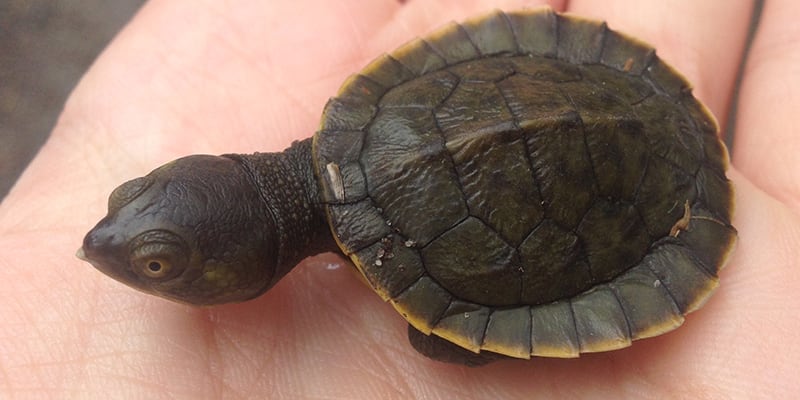 baby turtle centennial park sydney wildlife