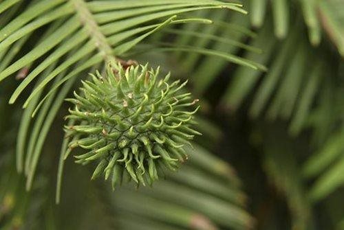 A female Wollemi Pine cone, a green ball with spikes