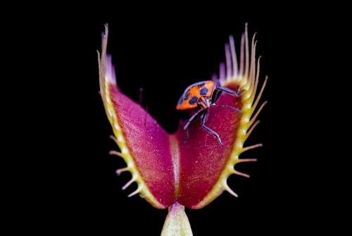 Red and green carnivorous plant with jaw like trapping mechanism, called a snap trap. An orange beetle with black dots is sitting on it.