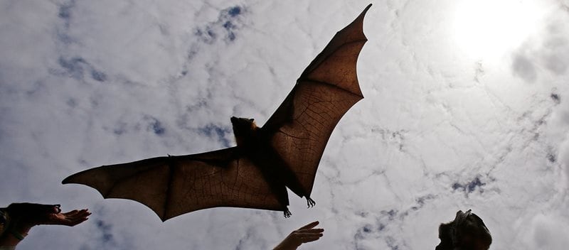 flying fox
