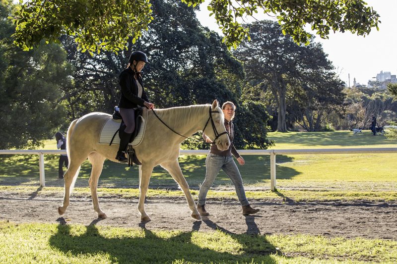 equestrian, sydney horse, centennial park, park ride