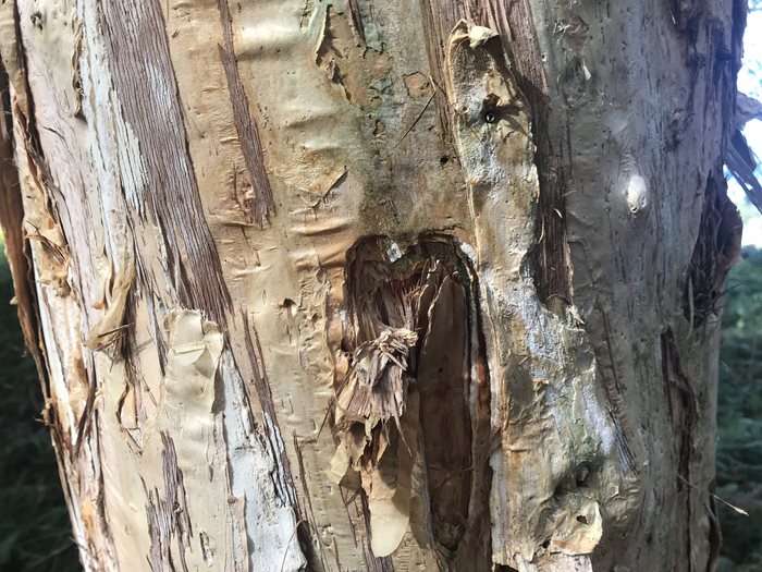 paperbark