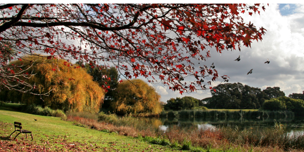 Centennial Parklands ponds in Autumn