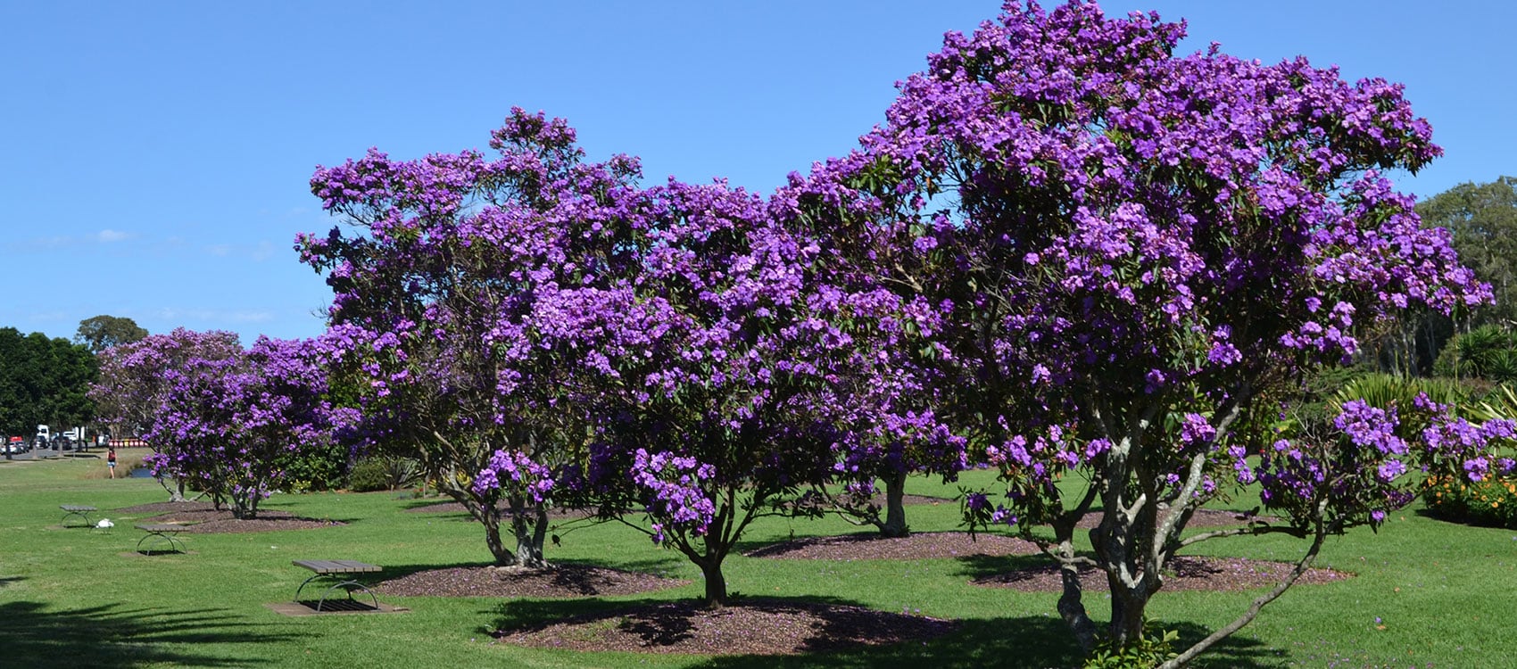 Visit Centennial Parklands Tibouchina Centennial Parklands