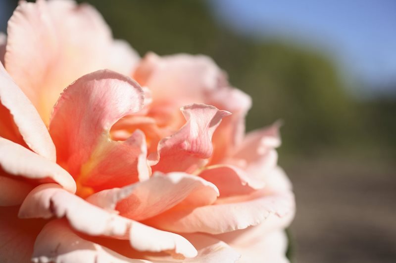 rose garden centennial park