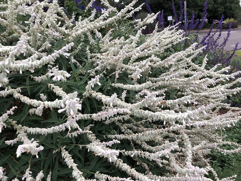 Salvia-leucantha-Velour-White