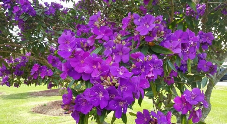 tibouchina, purple glory