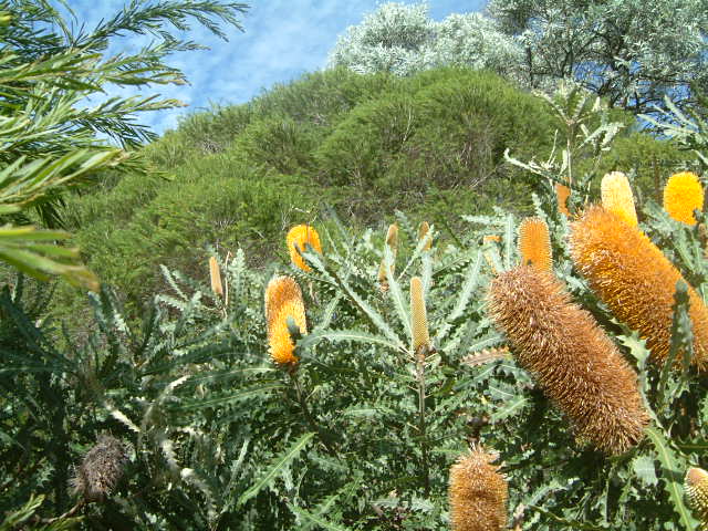 Eastern Suburbs Banksia Scrub 