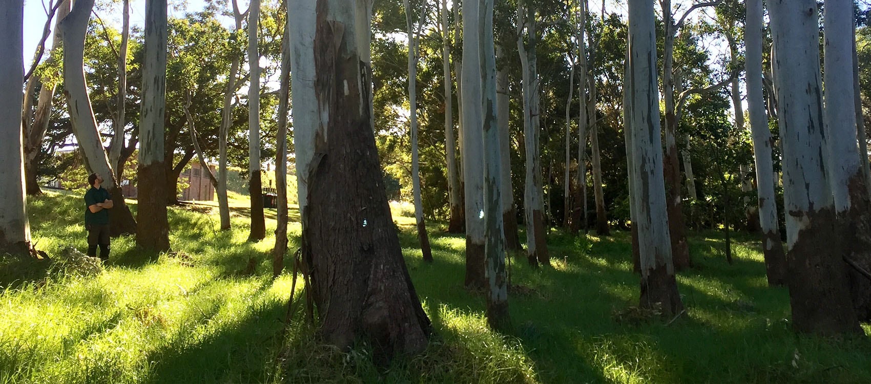 Paperbark, centennial park