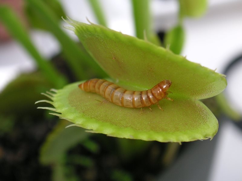 meal worm inside venus fly trap