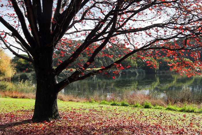 Trees in Autumn