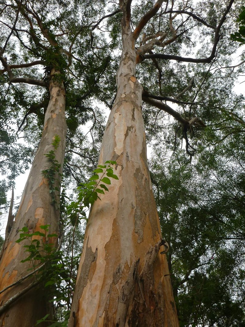Eucalyptus punctata grey gum 