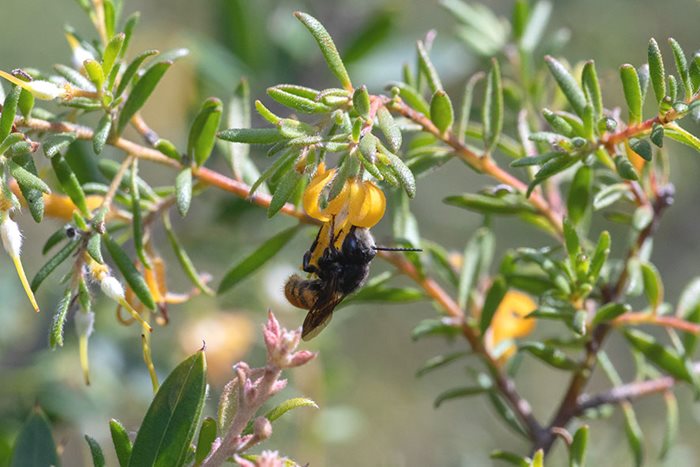 Resin bee on yellow flower