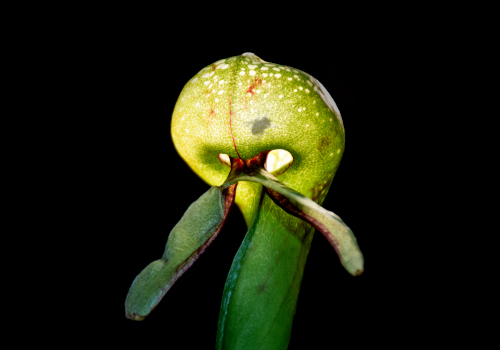 Carnivorous cobra lily plant with light trapping mechanism.
