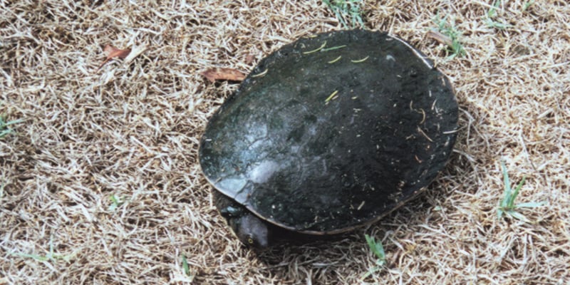 turtle in centennial park