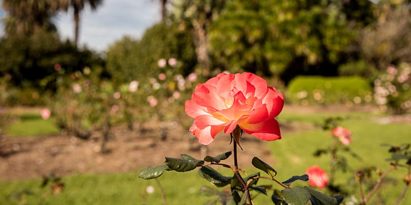 rose garden, centennial park