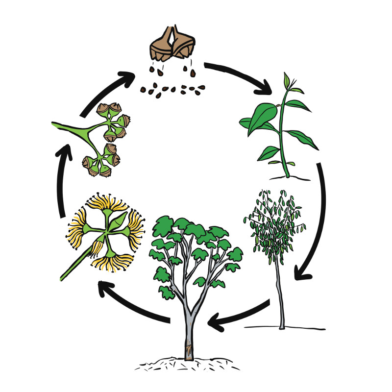 Comic of Red Gum lifecycle