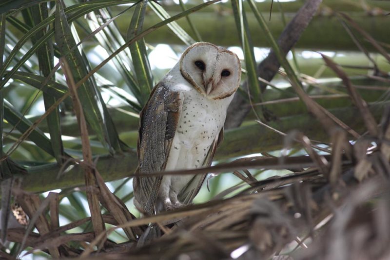 Barnowl Dickens Dr-Lachlan Reserve Dominic Gonzalvez