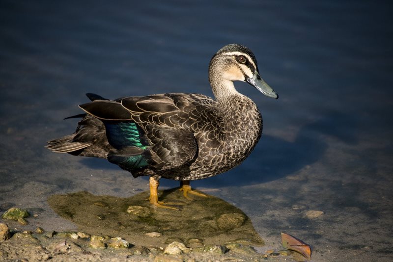 ducks centennial park