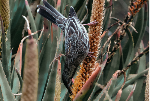 Wattle bird feeding on nectar 
