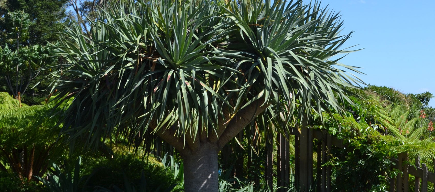 Visit Centennial Parklands Dragon S Blood Tree Centennial Parklands