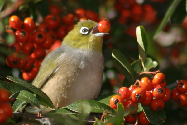 Silvereye eating fruit