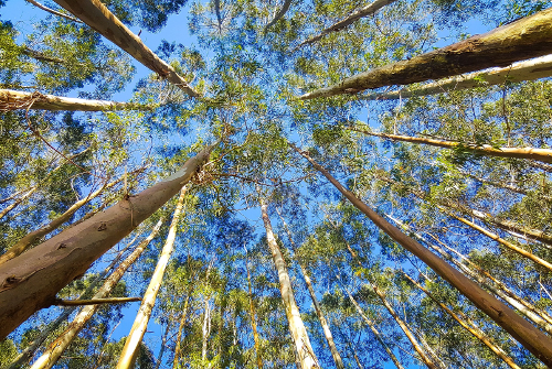 View from the ground looking up at the crowns of gum trees