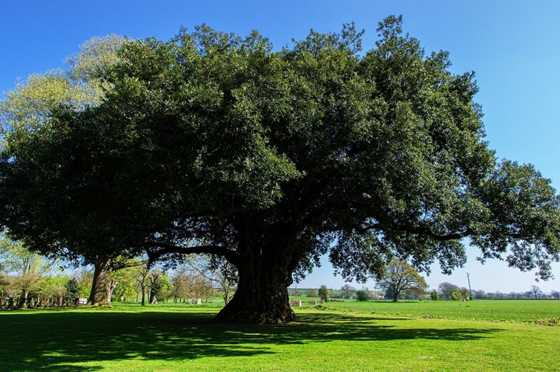 Quercus ilex Holm Oak Roy Dale 450 years old.jpg