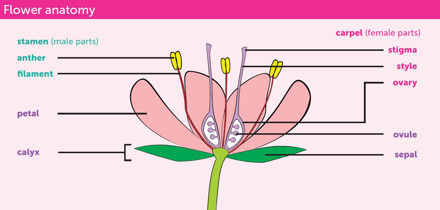 Diagram of parts of a flower