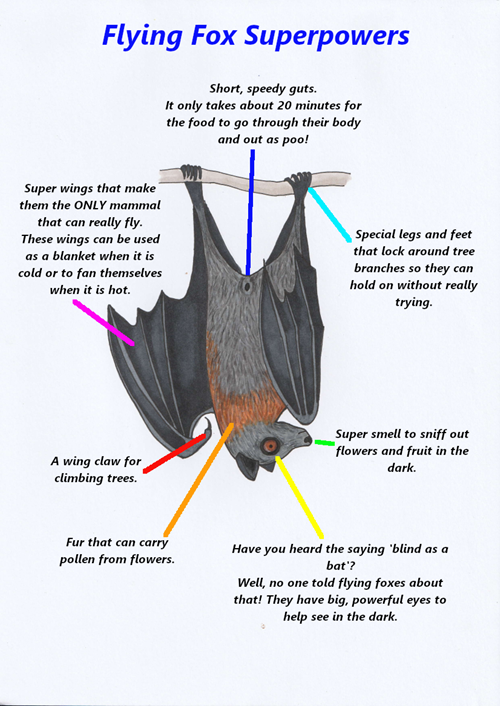 Mock up example: Flyingfoxes-Illustrationmockups-Topic1 superpowers