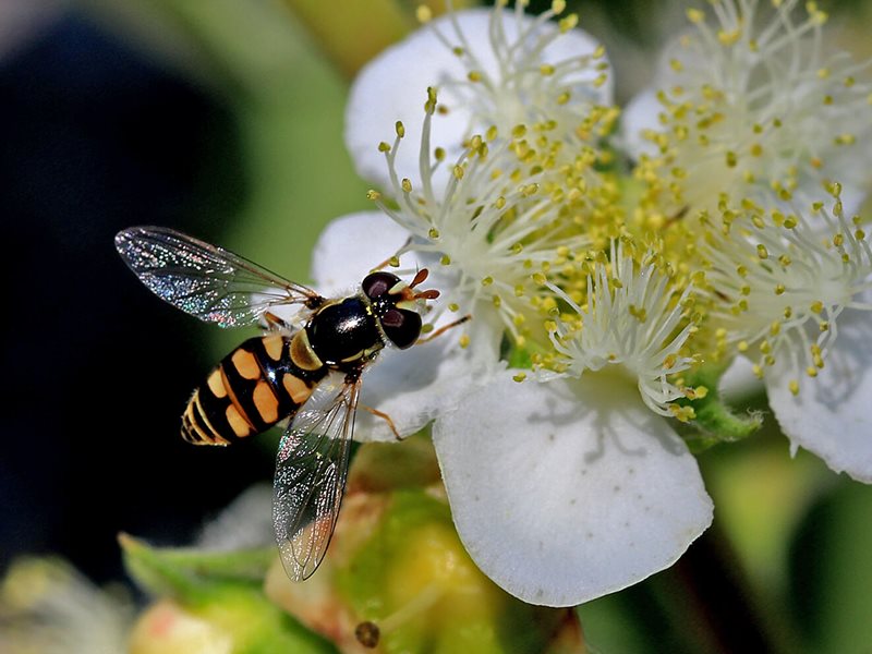 Lophostemon confertus Box Brush 