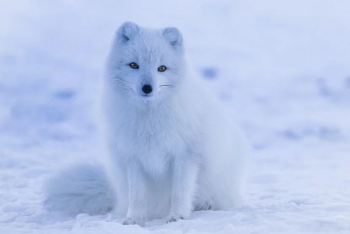 A young arctic fox in the snow
