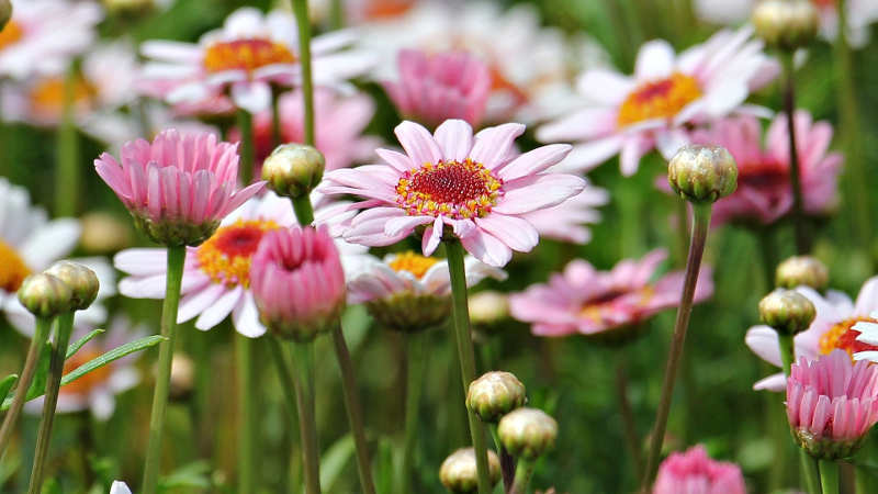 Stories - Courtyard plant ideas - Centennial Parklands