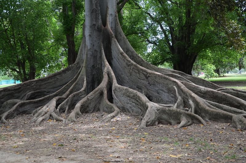 Port Jackson fig 4.jpg
