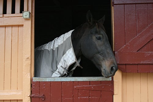 The Centennial Parklands Equestrian Centre Stable Your Horse Centennial Parklands