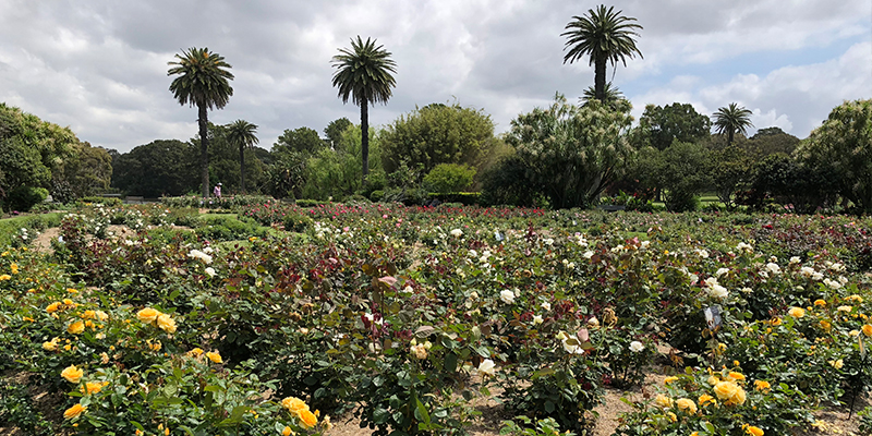 rose garden, centennial park