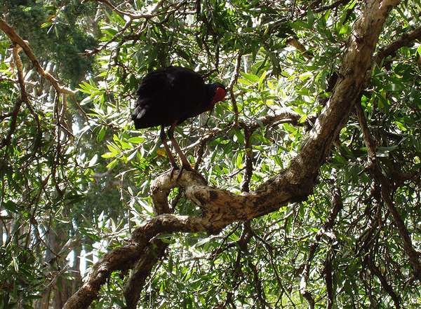 Bird In Tree - by Paul Atroshenko