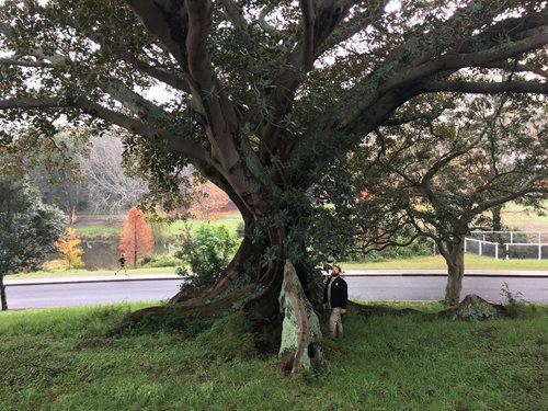 Секвойя дерево генерал шерман. Топ 10 деревьев. Калифорнийская секвойя гиперион. Калифорния секвойя парк обои. Царь-дуб беларусь.