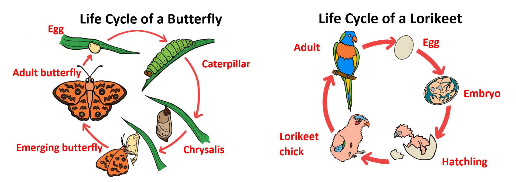 Diagram showing the lifecycle of a Butterfly and Lorikeet