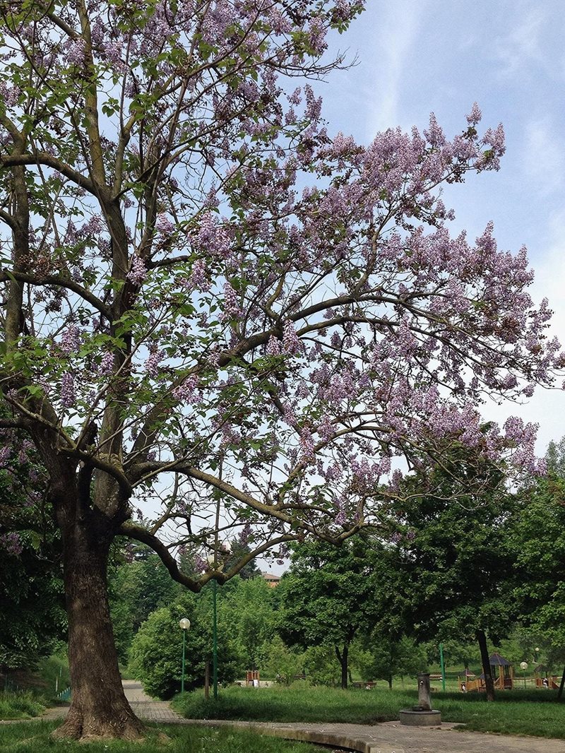 6.	Paulownia tomentosa attractive 