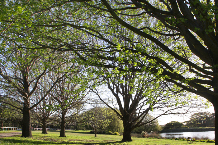 Trees in Spring