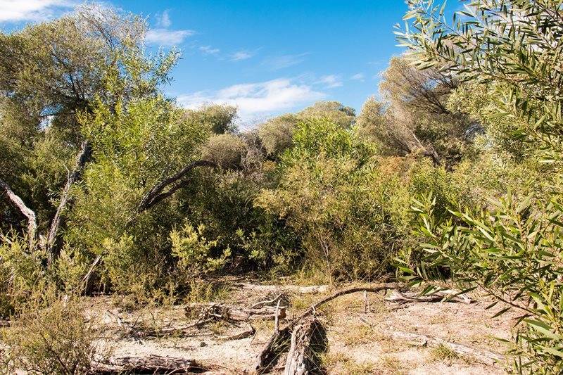  Eastern Suburbs Banksia Scrub
