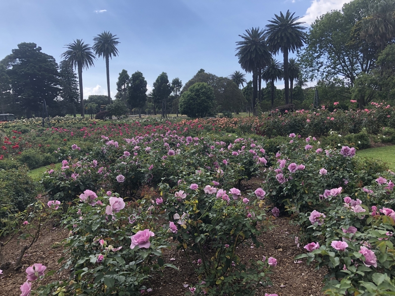 Centennial Park Rose Garden 2019
