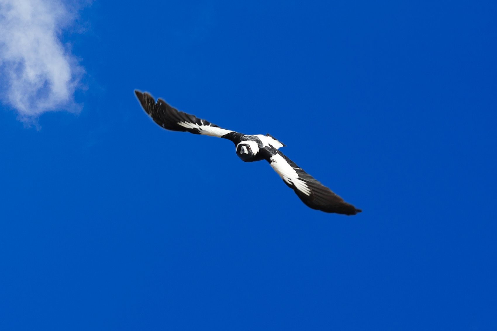 Stories What to do in bird swooping season Centennial Parklands