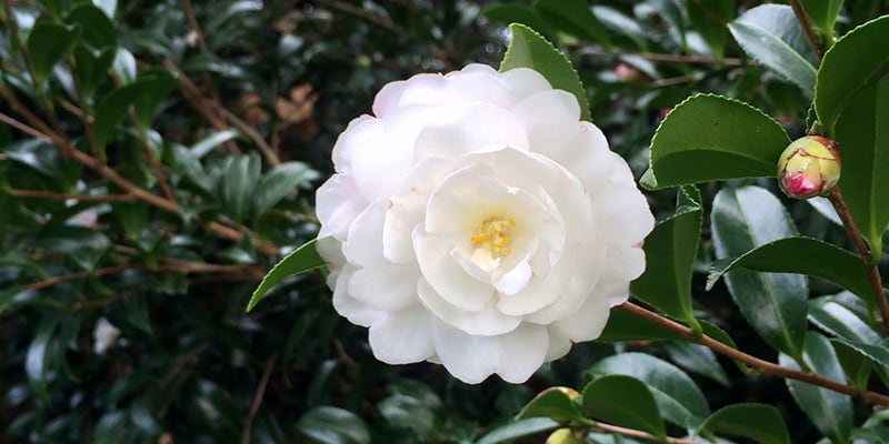 camellia, centennial park